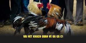 Đá Gà C1