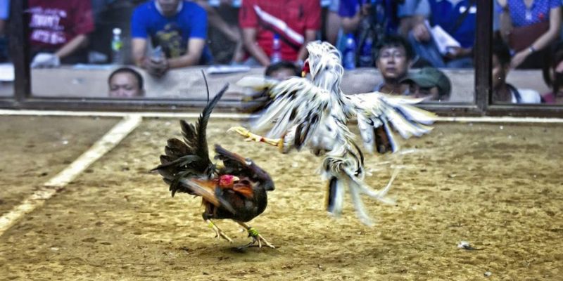 Ưu điểm mà giải đấu kê C1 mang đến