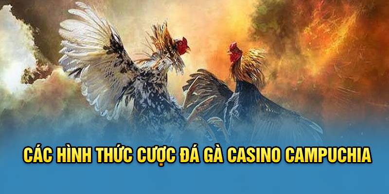 Bỏ túi bí kíp chơi đá gà siêu hay tại i9bet