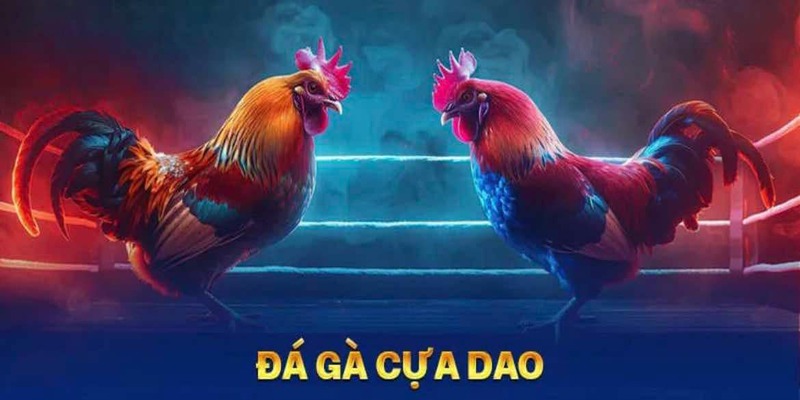 Đá gà cựa dao khá phổ biến ở nhiều quốc gia