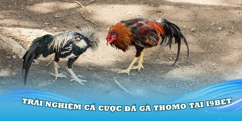 Đá gà Thomo được tổ chức với quy mô lớn