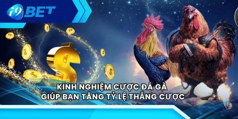 Sảnh đá gà với hệ thống live sắc nét, chân thực